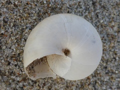 Helminthoglypta fieldi