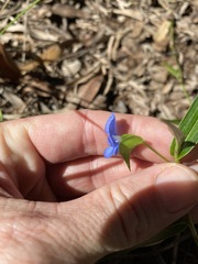 Commelina lanceolata