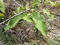 Solanum asperolanatum