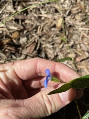 Commelina lanceolata