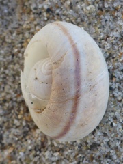 Helminthoglypta fieldi