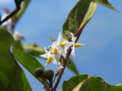 Solanum asperolanatum