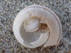 Helminthoglypta fieldi