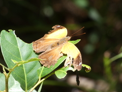 Doleschallia bisaltide australis