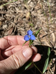 Commelina lanceolata