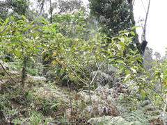 Solanum asperolanatum