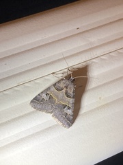 Drasteria ingeniculata