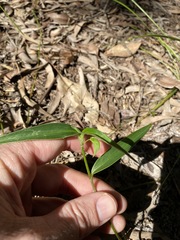 Commelina lanceolata