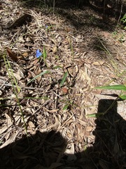 Commelina lanceolata