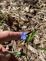 Commelina lanceolata