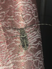 Macropophora accentifer