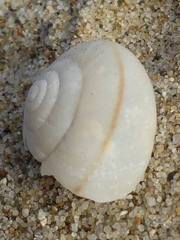 Helminthoglypta fieldi