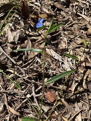 Commelina lanceolata