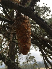 Cronartium conigenum