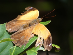 Doleschallia bisaltide australis