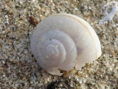 Helminthoglypta fieldi