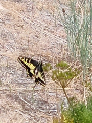 Papilio