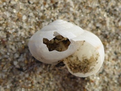 Helminthoglypta fieldi