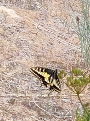 Papilio