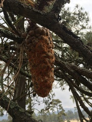 Cronartium conigenum