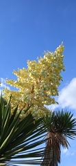 Yucca periculosa