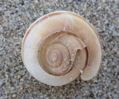 Helminthoglypta fieldi