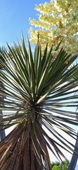 Yucca periculosa