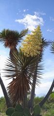 Yucca periculosa