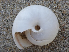 Helminthoglypta fieldi