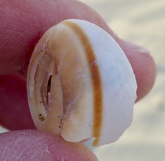 Helminthoglypta fieldi