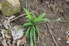 Carex platyphylla