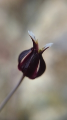 Streptanthus glandulosus niger