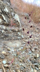 Streptanthus glandulosus niger