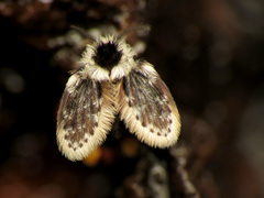 Lepiseodina conspicua