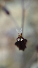 Streptanthus glandulosus niger