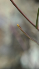 Streptanthus glandulosus niger