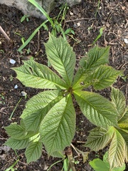 Rodgersia