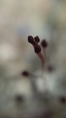 Streptanthus glandulosus niger