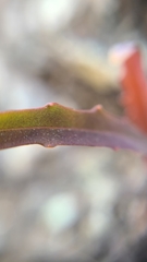 Streptanthus glandulosus niger