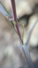 Streptanthus glandulosus niger