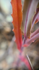 Streptanthus glandulosus niger