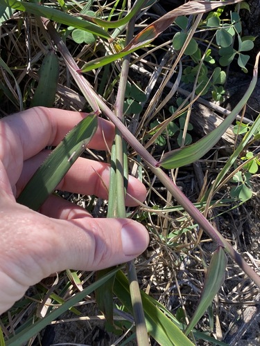 Image of Ischaemum triticeum by (c) Greg Tasney, some rights reserved (CC BY-SA)