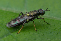 Stratiomyomorpha