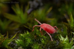 Erythraeoidea