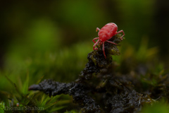 Erythraeoidea