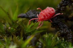 Erythraeoidea