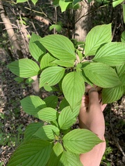 Cornus alternifolia