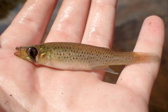 Fundulus escambiae