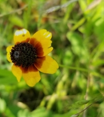 Rudbeckia amplexicaulis
