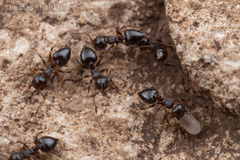Crematogaster lineolata